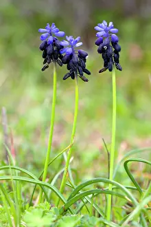 Muscari: Grape Hyacinth - in flower in spring