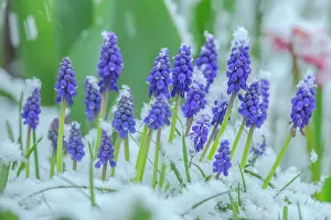 Hyacinth: Grape hyacinth - late snow on blooming grape hyacinth during