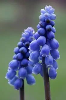 Muscari: Grape hyacinth, Muscari armeniacum, Side view of