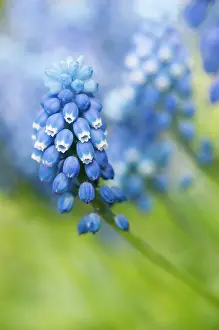 Muscari: Grape hyacinth, Muscari botryoides Superstar, close up of