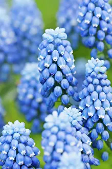 Blended: Grape hyacinth, Muscari botryoides Superstar, close up of