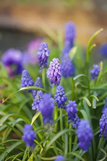 Hyacinth: Grape hyacinth, Muscari, Close up of small purple