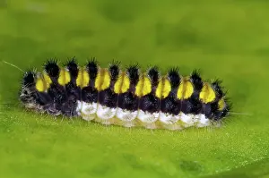 Coloration: Grape Leaf Skeletonizer