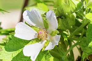 Whites: Grape-leaved mallow, Kitaibelia vitifolia, flower