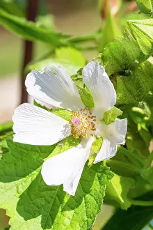 Whites: Grape-leaved mallow, Kitaibelia vitifolia, flower