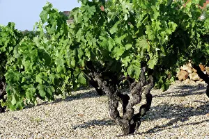 Drome: Grape Vine - Drome - France