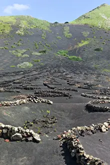 Winds: The grape vine is located in the bottom of these