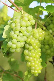 Bunches: Grape Vine, Vitis Seyval blanc, Bunches of green grapes ri
