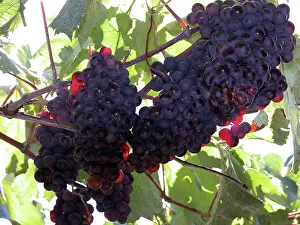 Wine: Grape vines