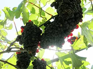 Wine: Grape vines