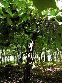 Wine: Grape vines