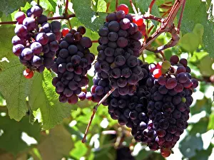 Wine: Grape vines