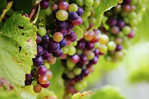 Wine: Grape vines close to harvest on a sunny day on the M