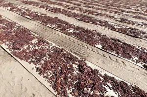 Vinifera: Grape