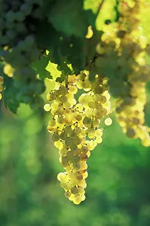 Vinifera: Grape