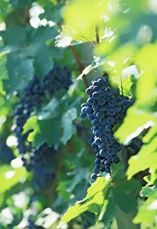 Vinifera: Grape