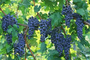 Vinifera: Grape
