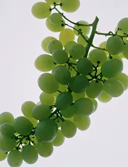 Vinifera: Grape