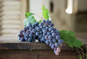 Shutter: Grape