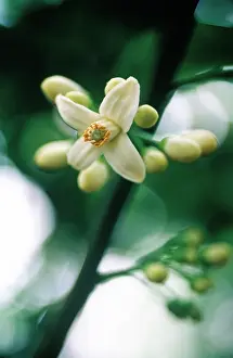 Paradisi: Grapefruit