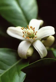 Paradisi: Grapefruit
