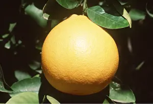 Citrus: GRAPEFRUIT - close-up of single fruit