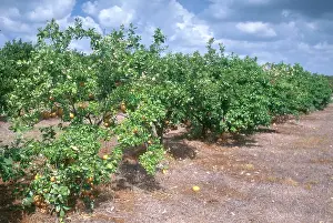 Bahama: Grapefruit Grove