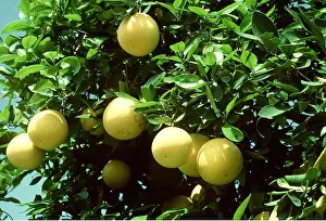 Circles: GRAPEFRUIT - on tree