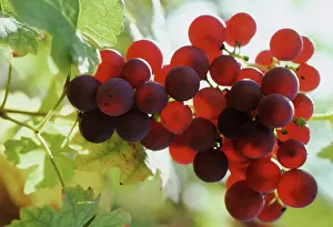 Grapes: Grapes