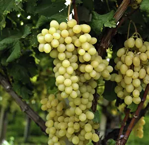 Vines: Grapes