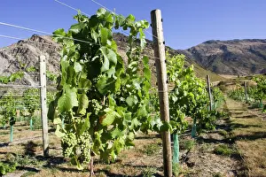 Queenstown: Grapes - growing in new vineyards planted near Queenstown