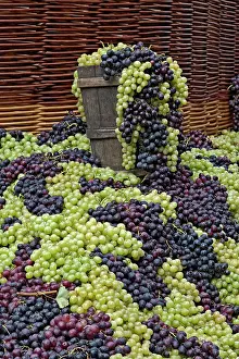 Festa: Grapes, La Festa dell'Uva, Impruneta, Tuscany