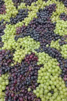 Festa: Grapes, La Festa dell'Uva, Impruneta, Tuscany