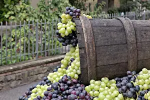 Festa: Grapes, La Festa dell'Uva, Impruneta, Tuscany
