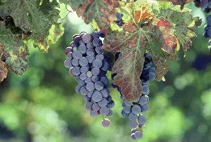 Maturing: Grapes nearing maturity in Napa Valley