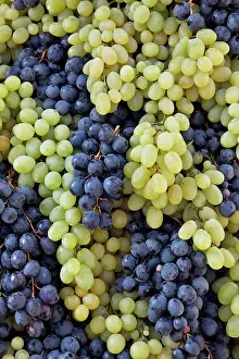 Festival: Grapes on parade float, Chianti Grape Harvest