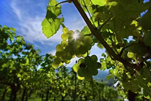 Bunches: Grapes ripe pink coloured grapes hanging
