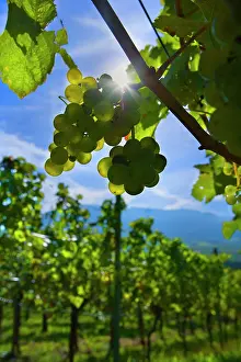 Bunches: Grapes ripe pink coloured grapes hanging