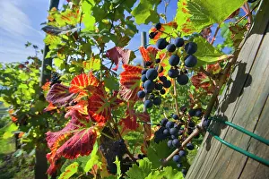 Bunches: Grapes ripe pink coloured grapes hanging