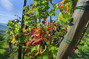 Bunches: Grapes ripe pink coloured grapes hanging