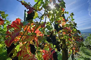 Bunches: Grapes ripe pink coloured grapes hanging