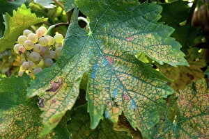 Umbria: Grapes, Umbria, Italy