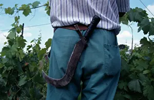 Knife: Grapevine