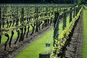 Korea: Grapevine