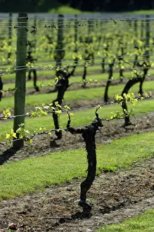 Korea: Grapevine