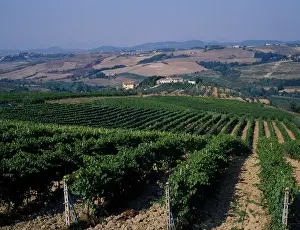 Korea: Grapevine