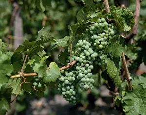 Korea: Grapevine