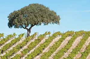 Paso: Grapevine
