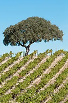 Paso: Grapevine