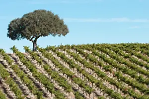 Paso: Grapevine